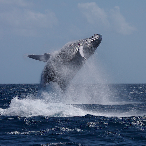 Humpback Whales in Dominican Republic5
